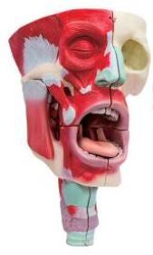 鼻、口、咽喉腔分解模型